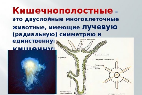 Kraken ссылка kraken torion